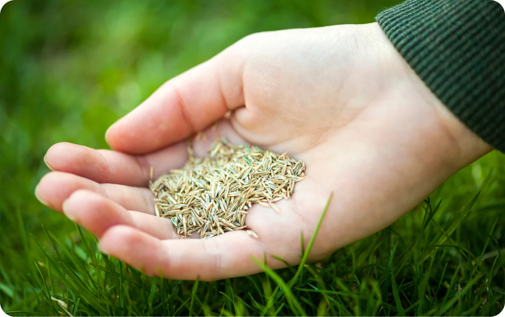 Best Grass Seed for Ottawa