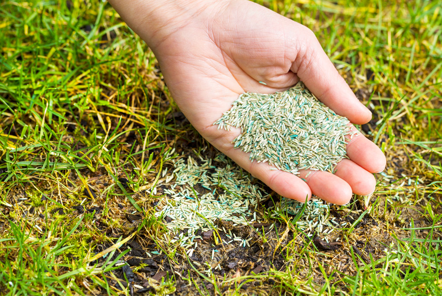 Best Grass Seed for Saskatchewan