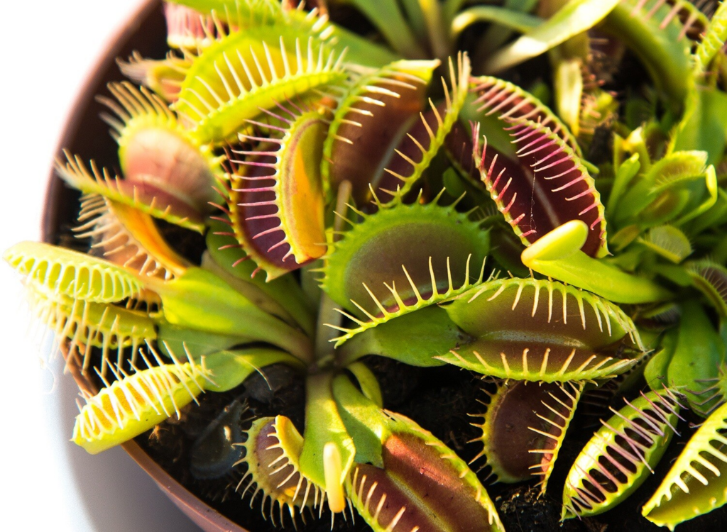 Venus Fly Trap Toronto