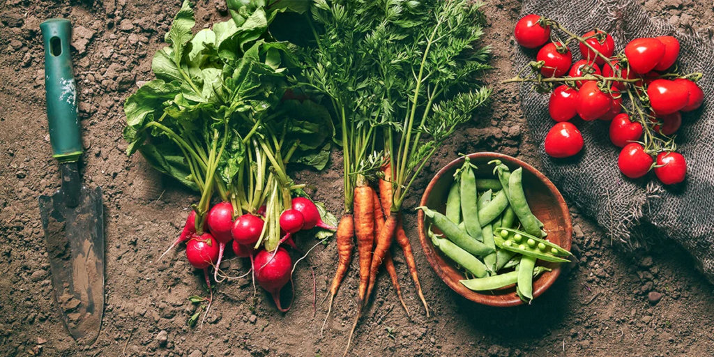 best fall vegetables for garden in Toronto