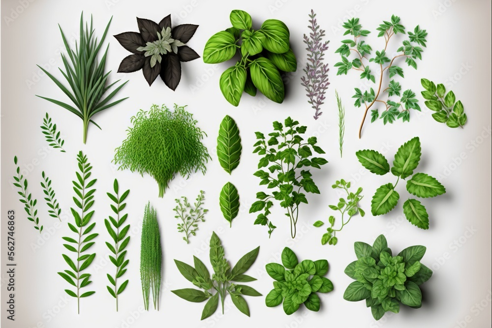best fall vegetables for garden in Toronto