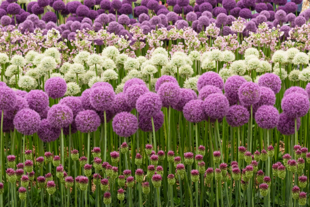 best fall vegetables for garden in Toronto