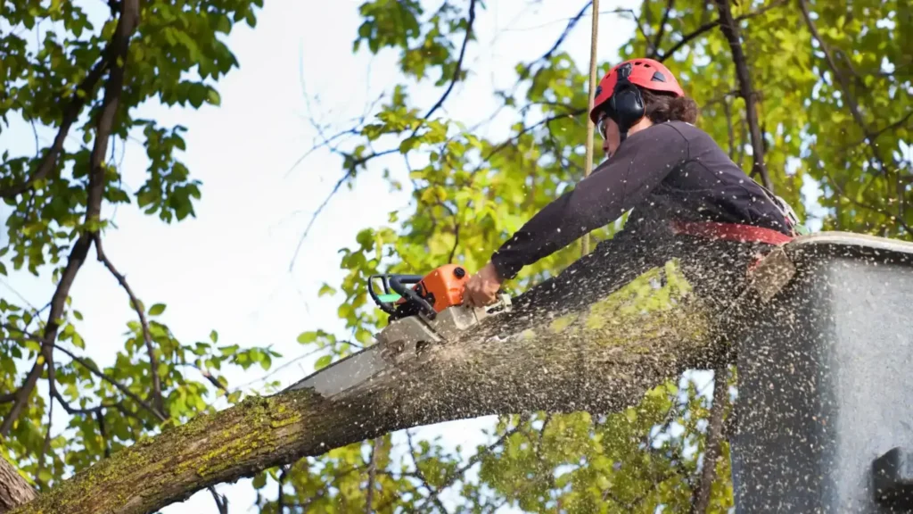 emergency tree service