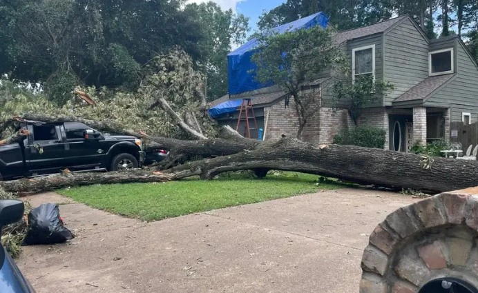 emergency tree service