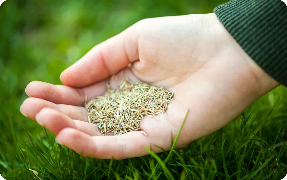 Best Grass Seed for Ottawa