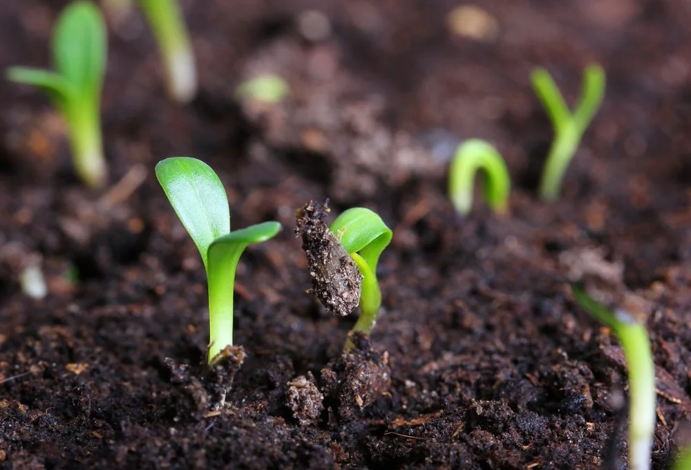 Best Temperature for Grass Seed Ontario
